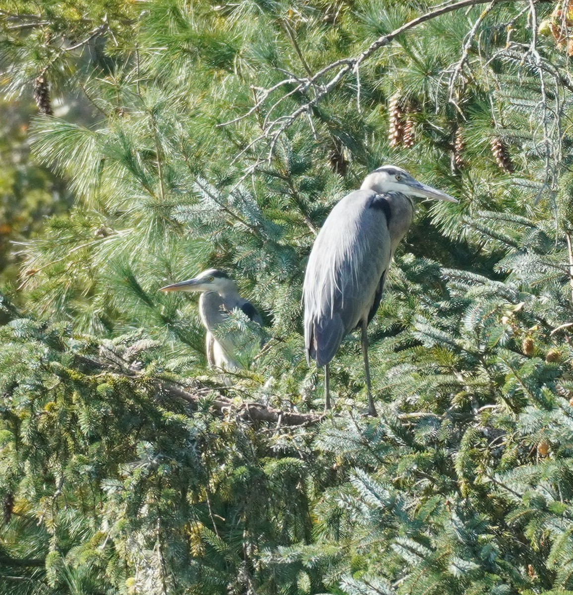 Great Blue Heron - ML609788474