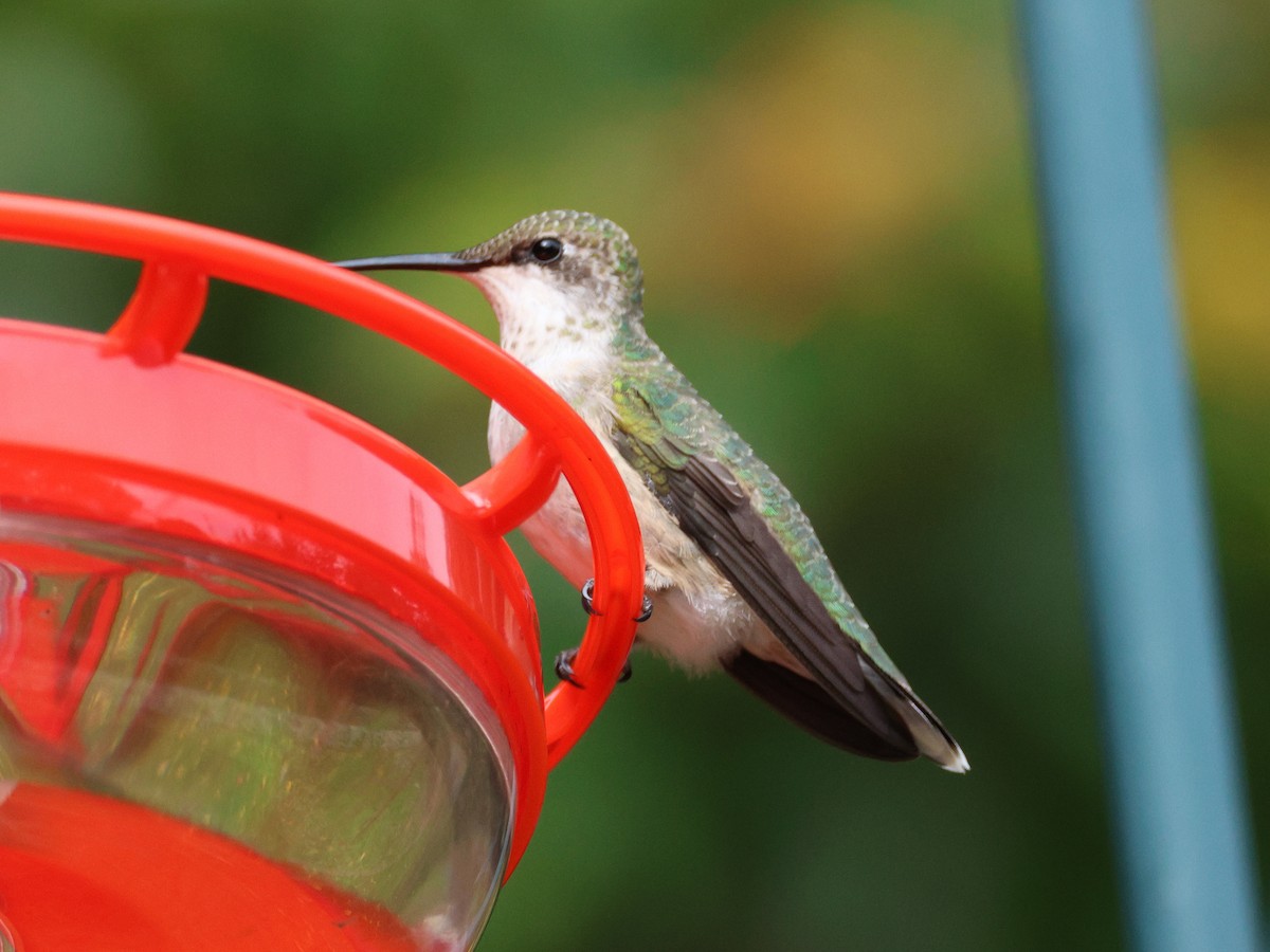 Colibri à gorge rubis - ML609788644