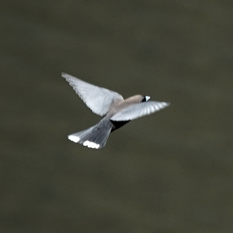 Little Woodswallow - ML609788671