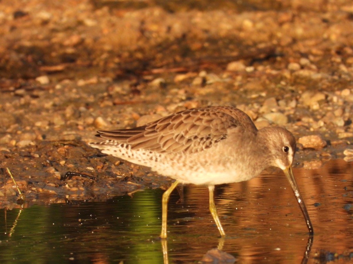 Long-billed Dowitcher - ML609788770