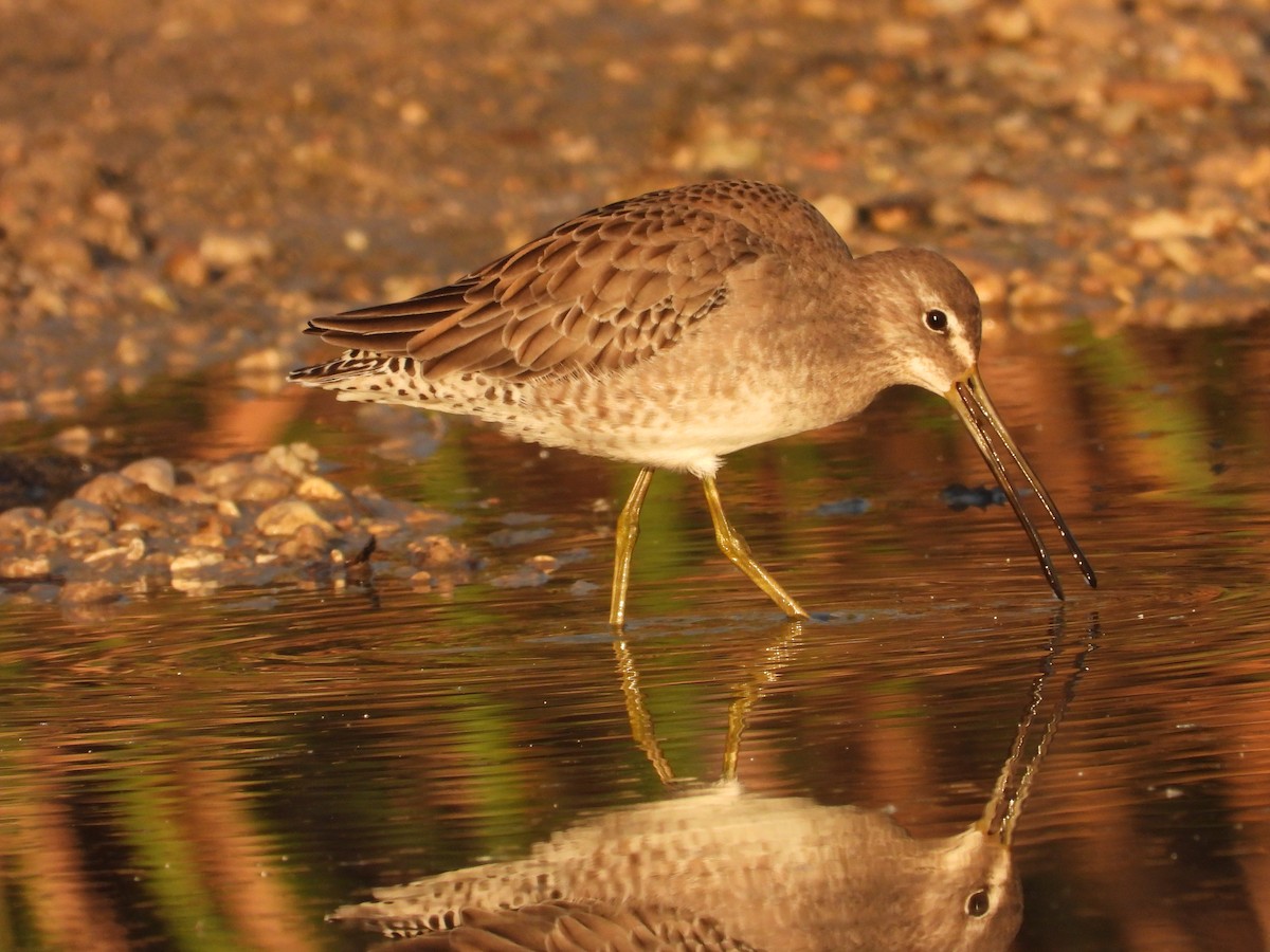 Long-billed Dowitcher - ML609788771