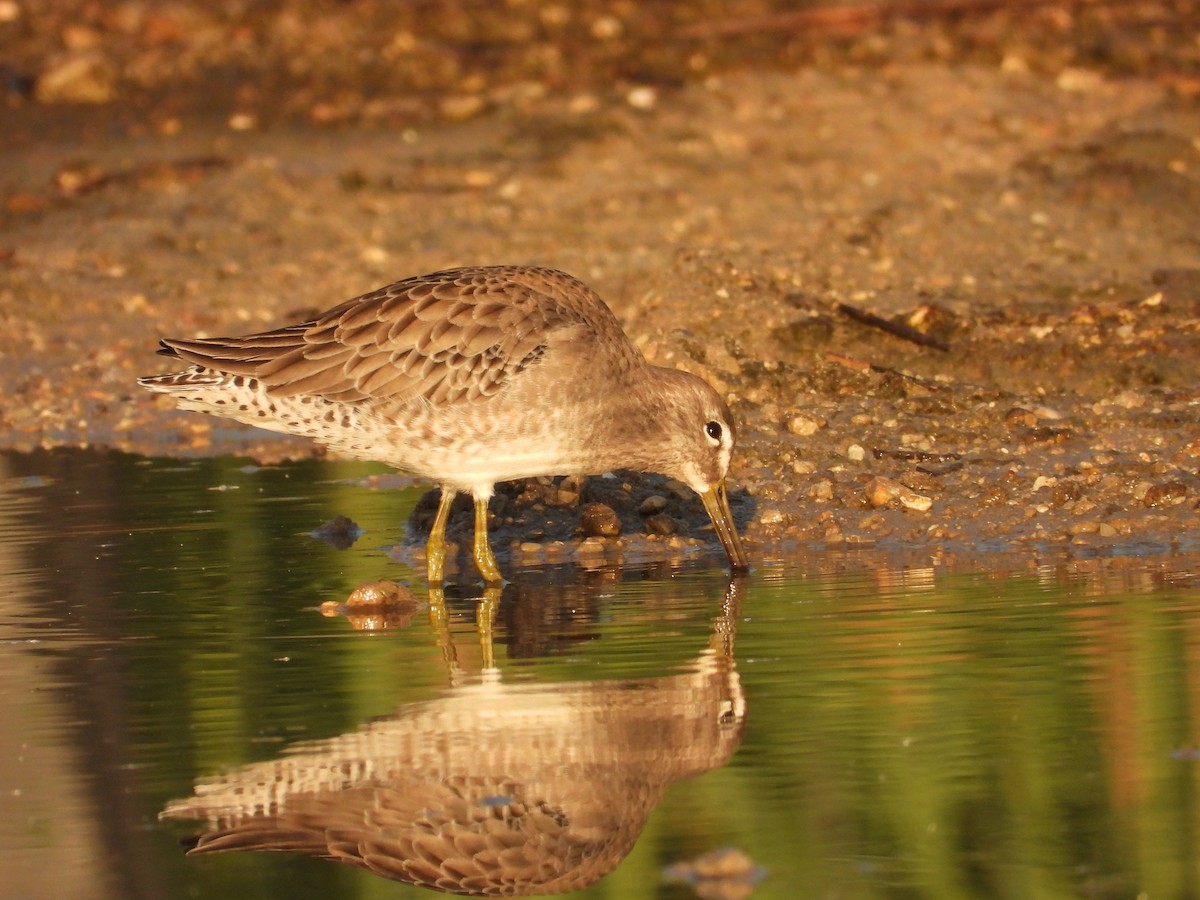 Long-billed Dowitcher - ML609788772