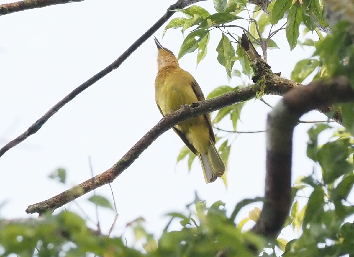 Yellowish Bulbul (Yellowish) - ML609788829