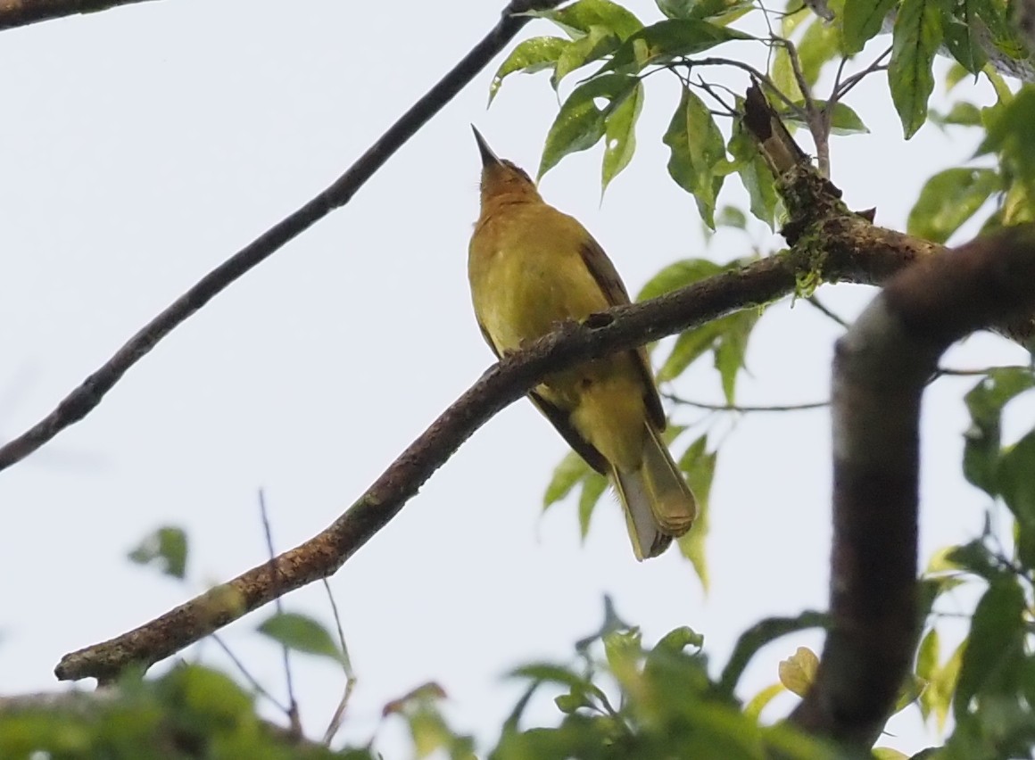 Yellowish Bulbul (Yellowish) - ML609788833