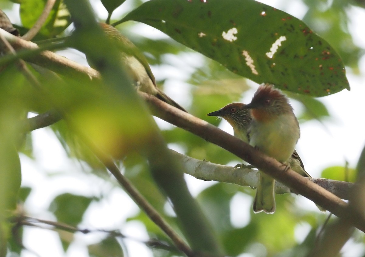 Rusty-crowned Babbler - ML609788886