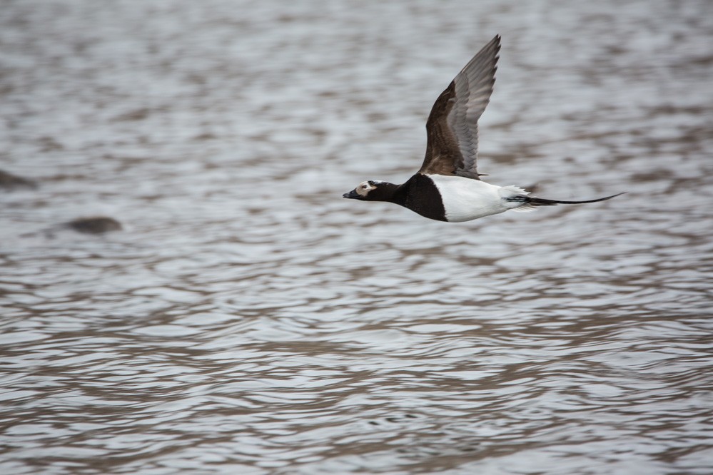 Long-tailed Duck - ML60978891