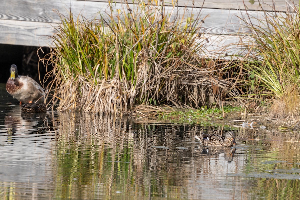 Canard colvert - ML609788920