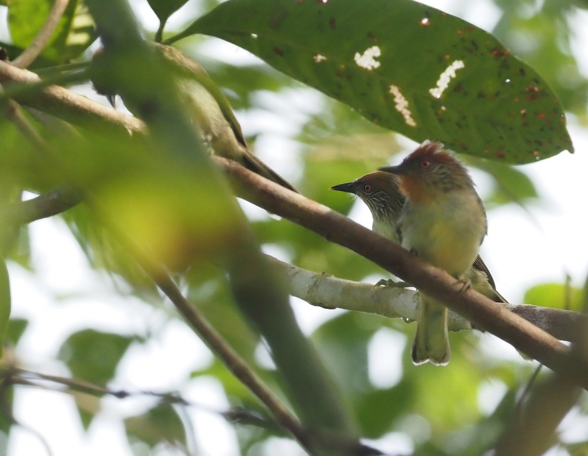 Rusty-crowned Babbler - ML609788934