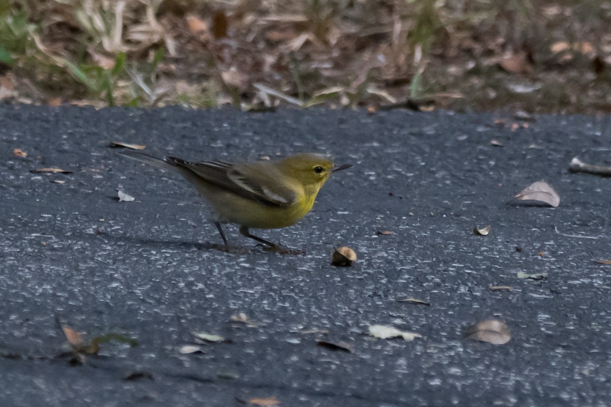 Pine Warbler - Gabrielle Harrison