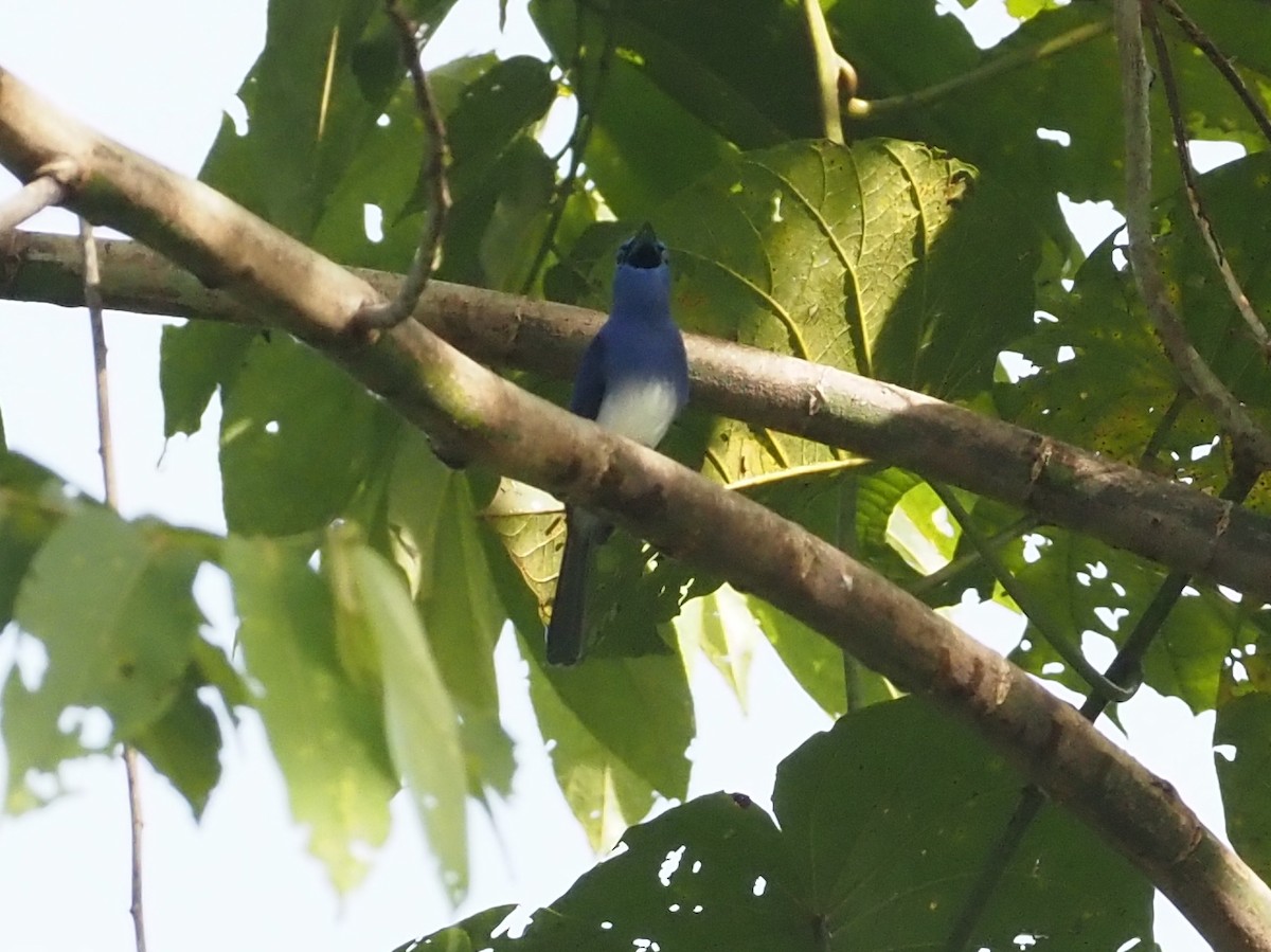 Short-crested Monarch - Stephan Lorenz