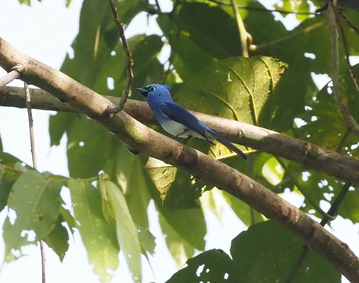 Short-crested Monarch - ML609789004