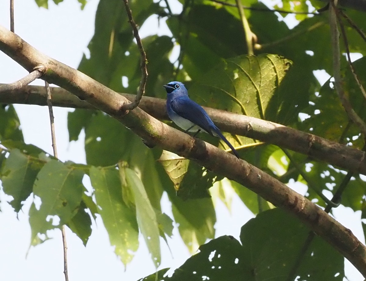 Short-crested Monarch - ML609789023