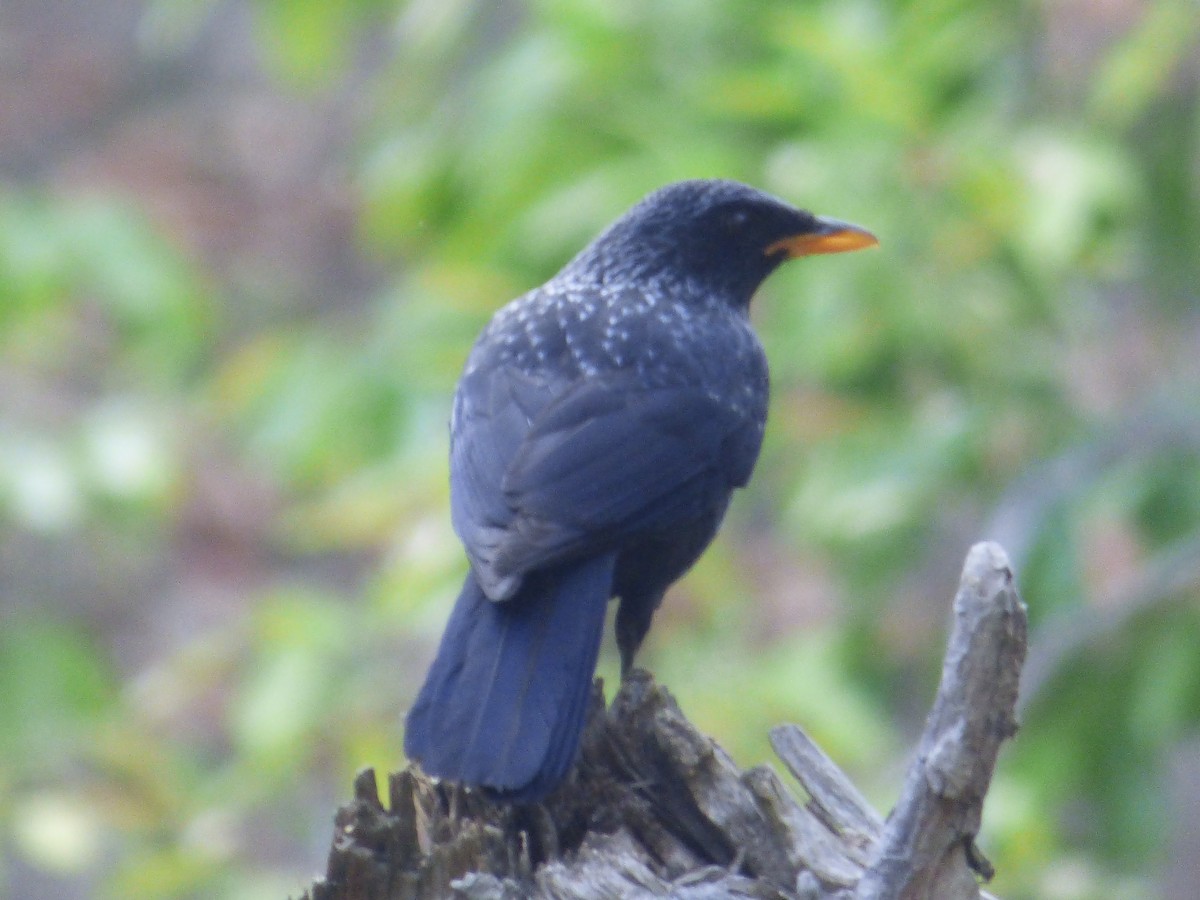 Blue Whistling-Thrush - Aarti Khale