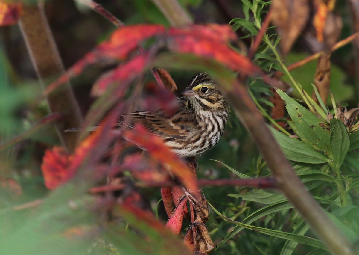 Savannah Sparrow - ML609789084