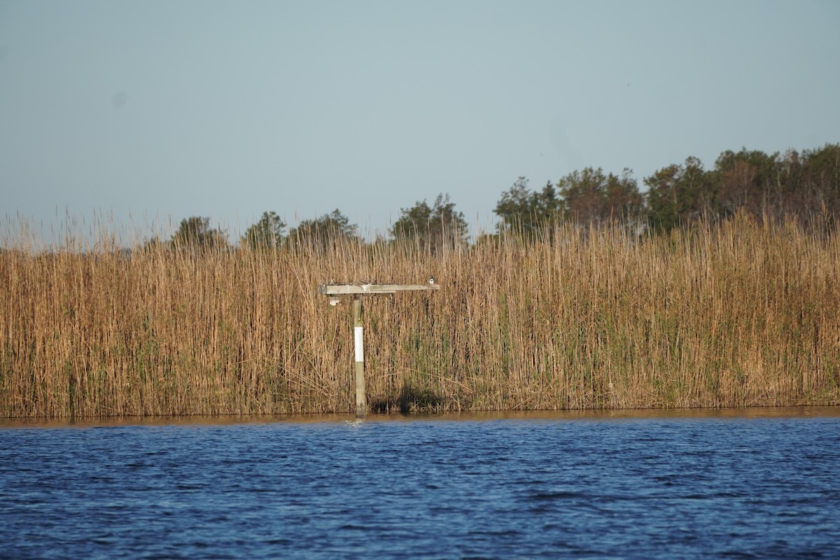 Belted Kingfisher - ML609789110