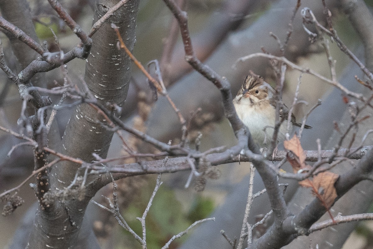 Clay-colored Sparrow - Amanda Guercio