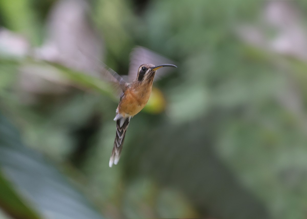 Black-throated Hermit - ML609789152