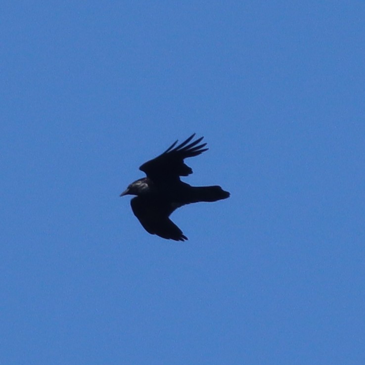 Common Raven - ML609789206