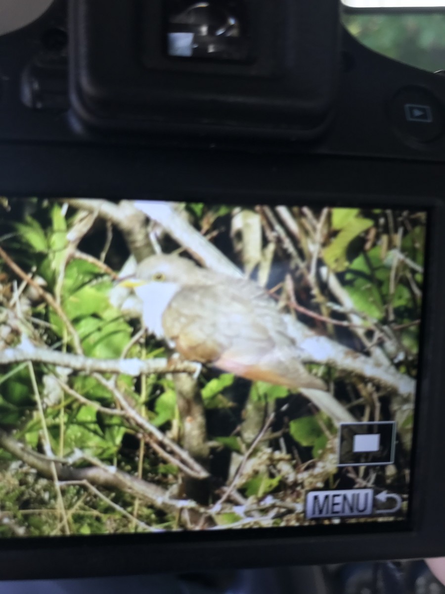 Yellow-billed Cuckoo - ML609789220