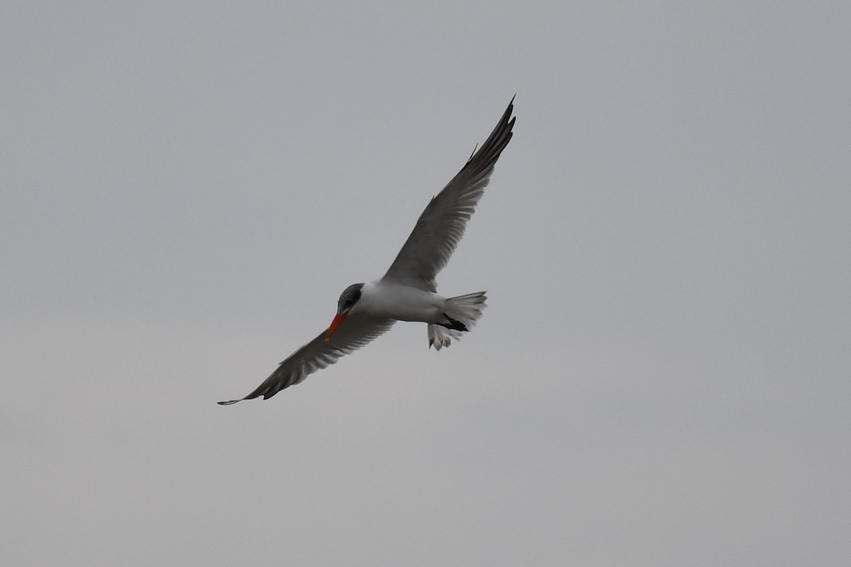 Royal Tern - ML609789410