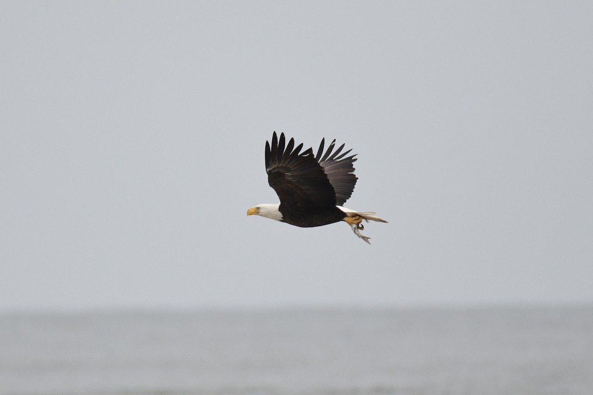 Weißkopf-Seeadler - ML609789424