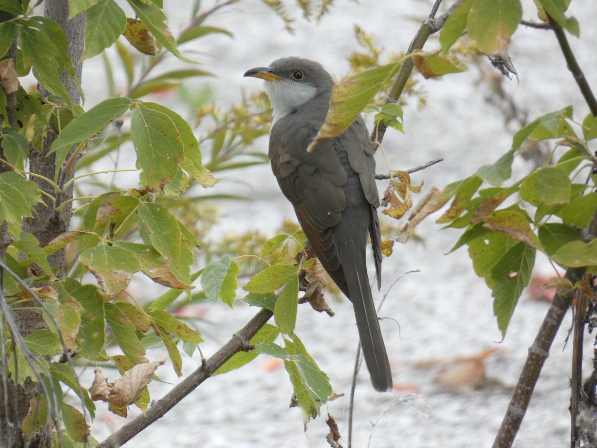 Yellow-billed Cuckoo - David Riddle