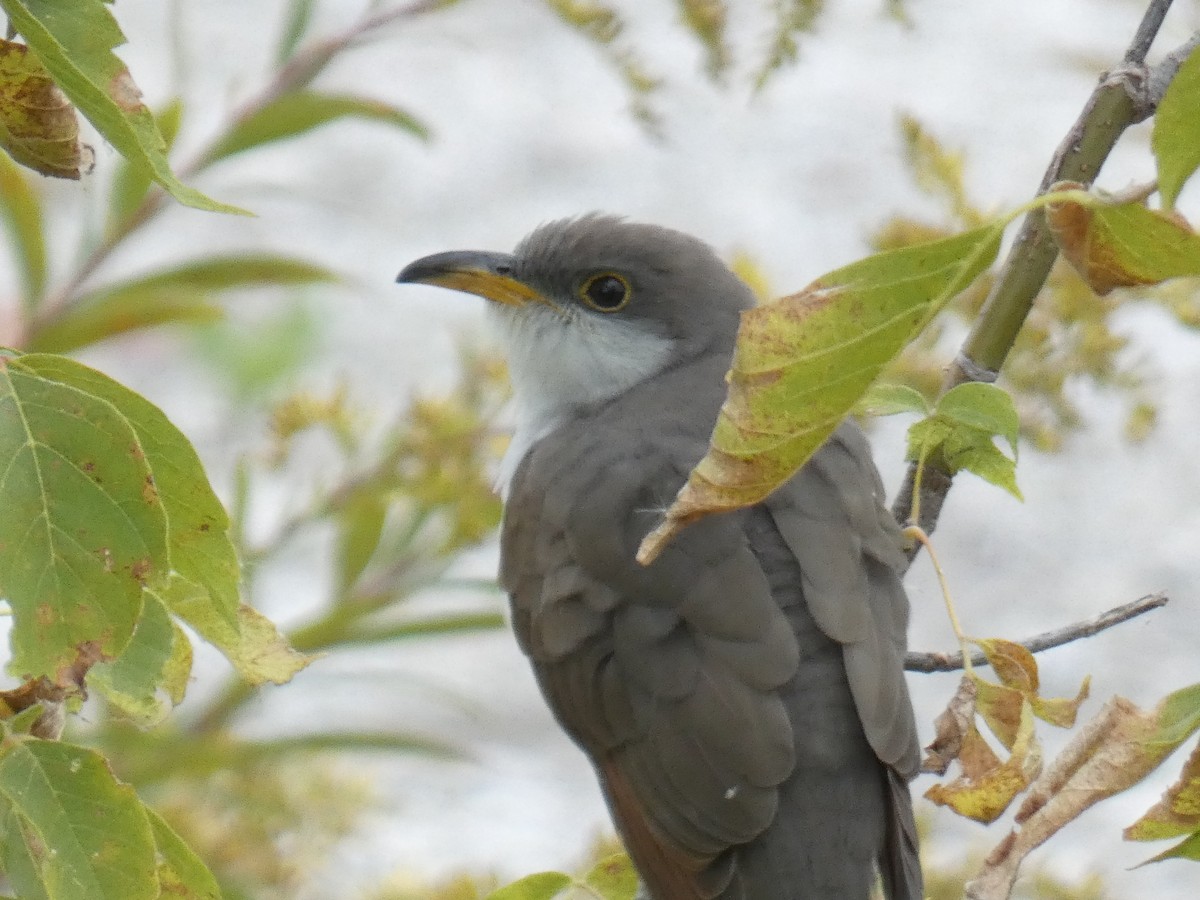 Yellow-billed Cuckoo - ML609789531