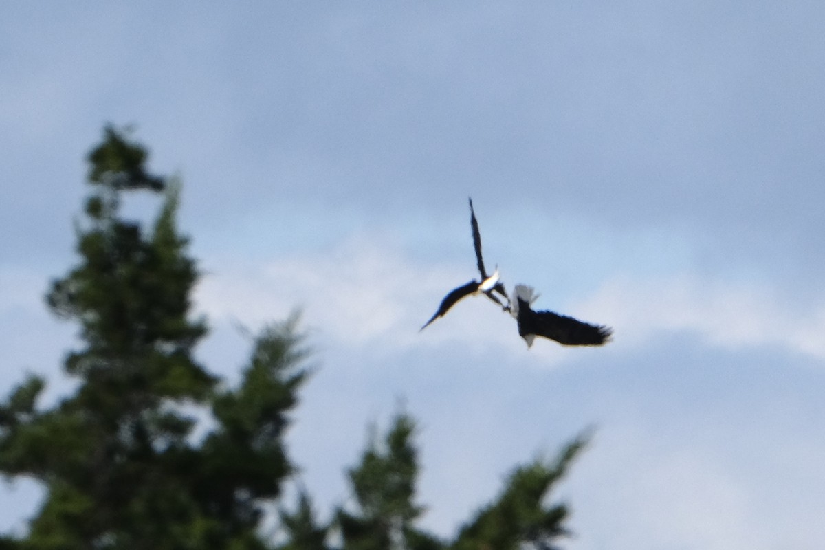 Bald Eagle - ML609789540