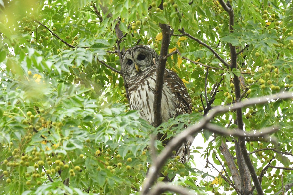 Barred Owl - ML609789552