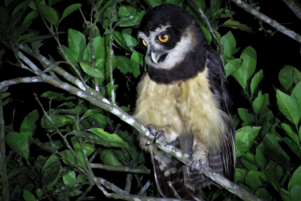 Spectacled Owl - ML609789561