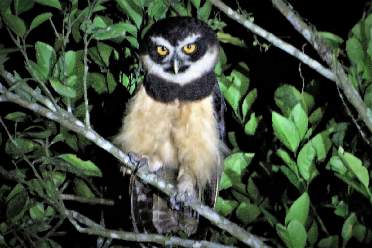 Spectacled Owl - ML609789562