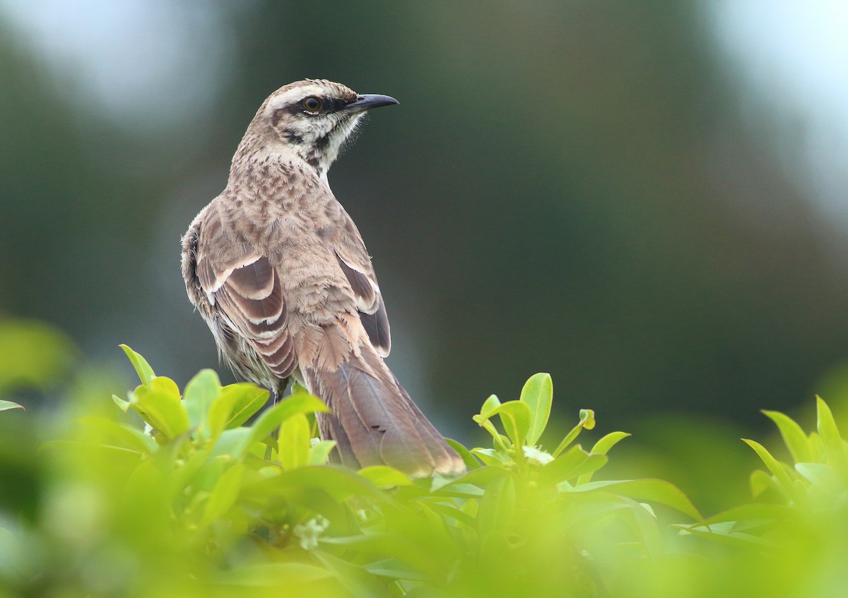 Long-tailed Mockingbird - Gál Szabolcs