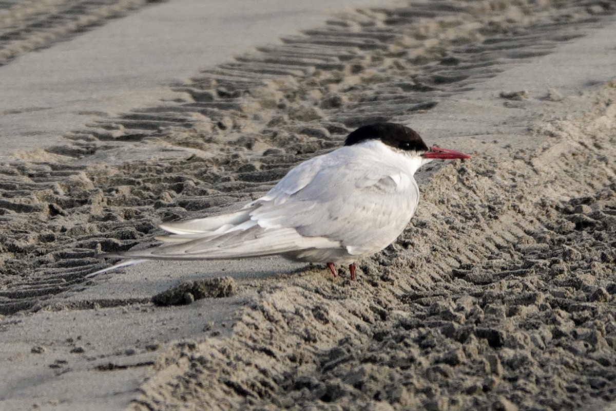 Arctic Tern - ML609789619