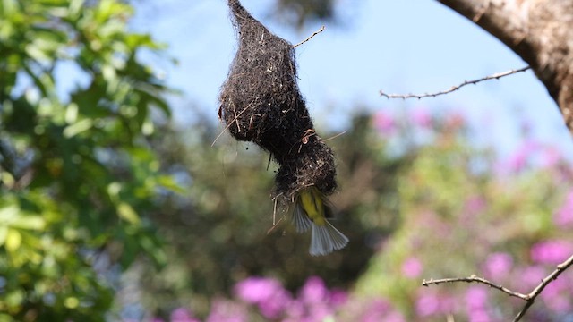 ヒラハシハエトリ（pallescens） - ML609789621