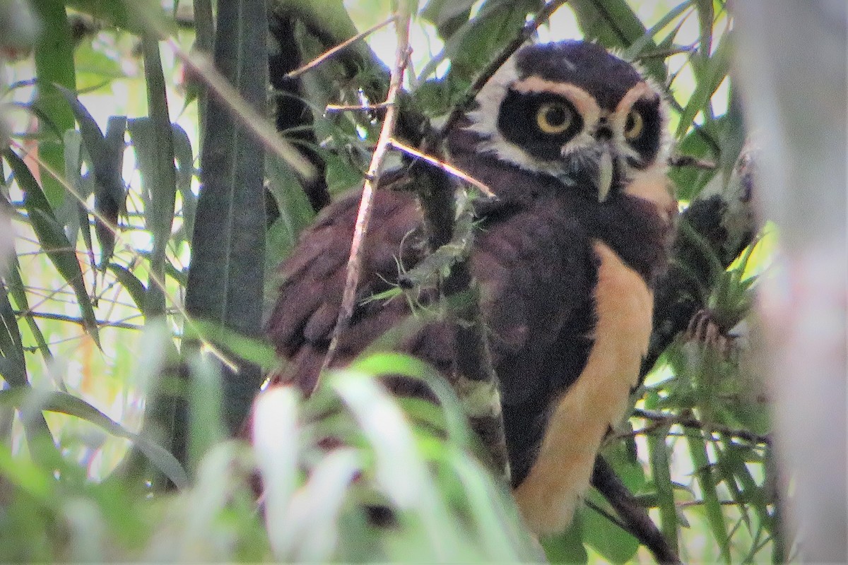 Spectacled Owl - ML609789675
