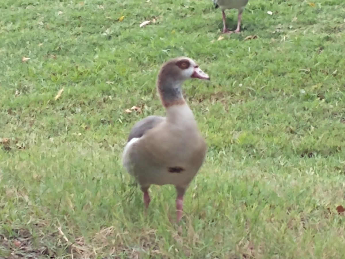 埃及雁 - ML609789698