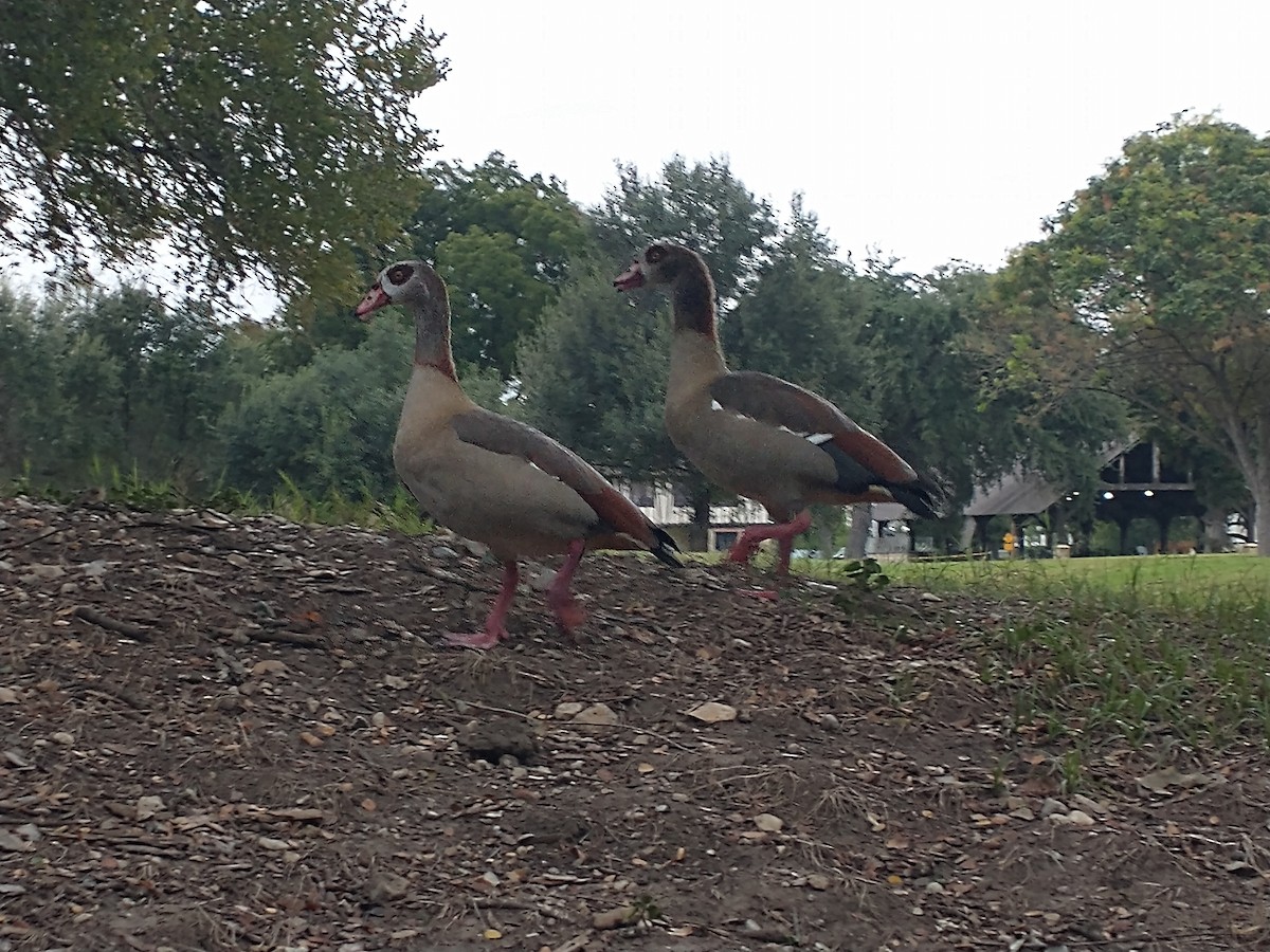 埃及雁 - ML609789699