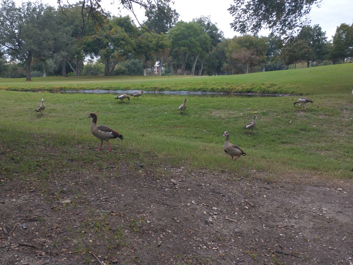 埃及雁 - ML609789700