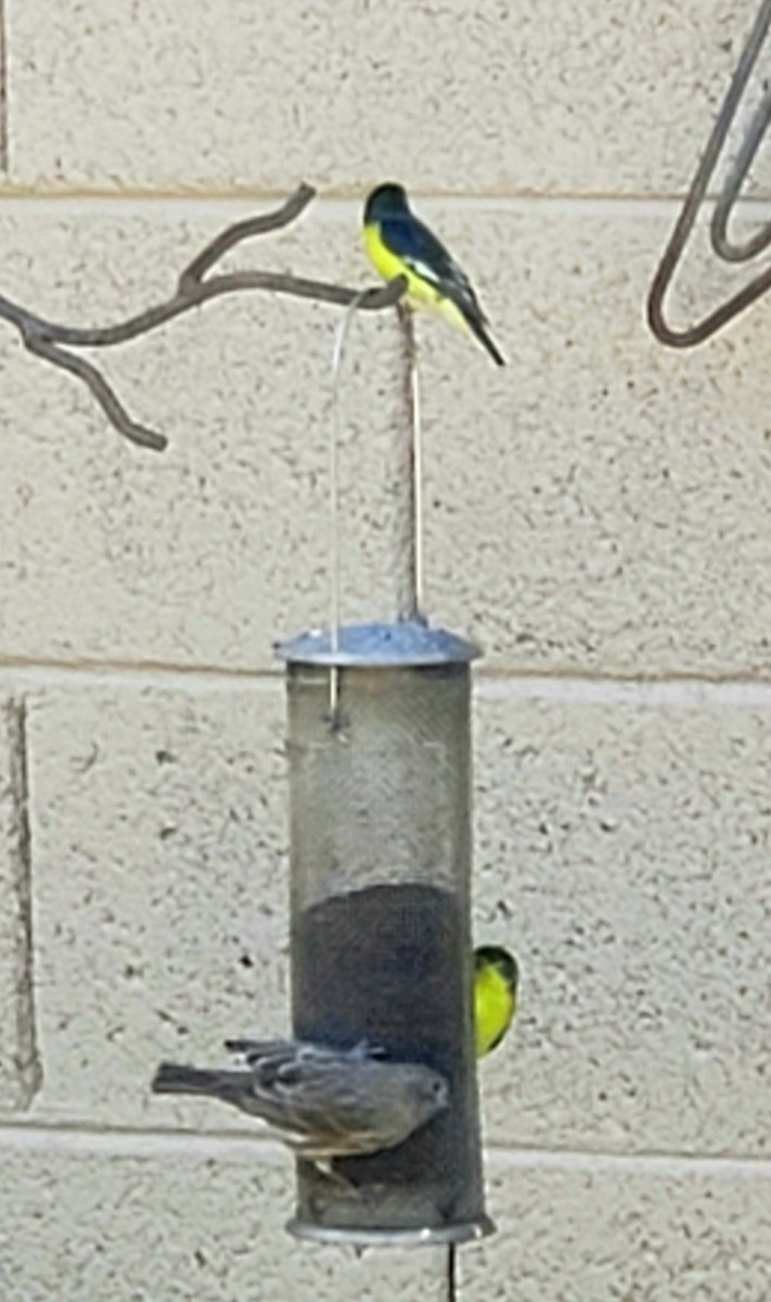 Lesser Goldfinch - ML609789722