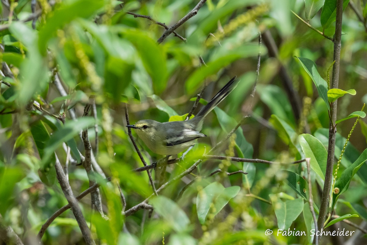 Lesser Wagtail-Tyrant - ML609789749