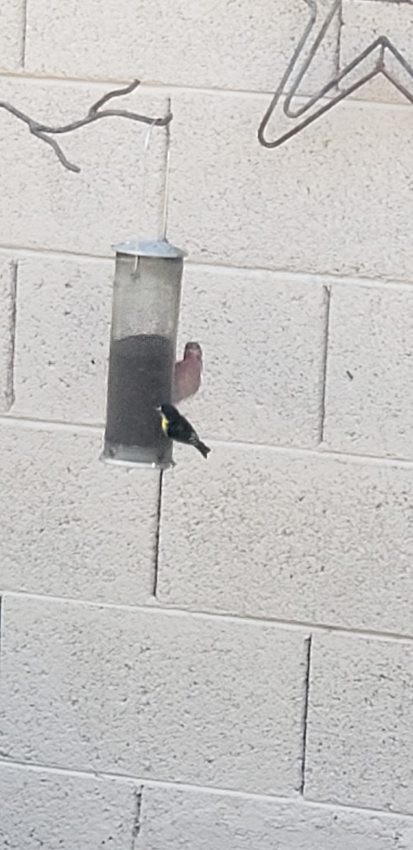 čížek mexický - ML609789761