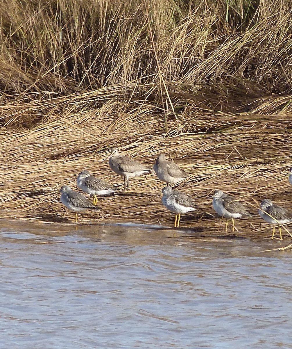 Hudsonian Godwit - ML609789766