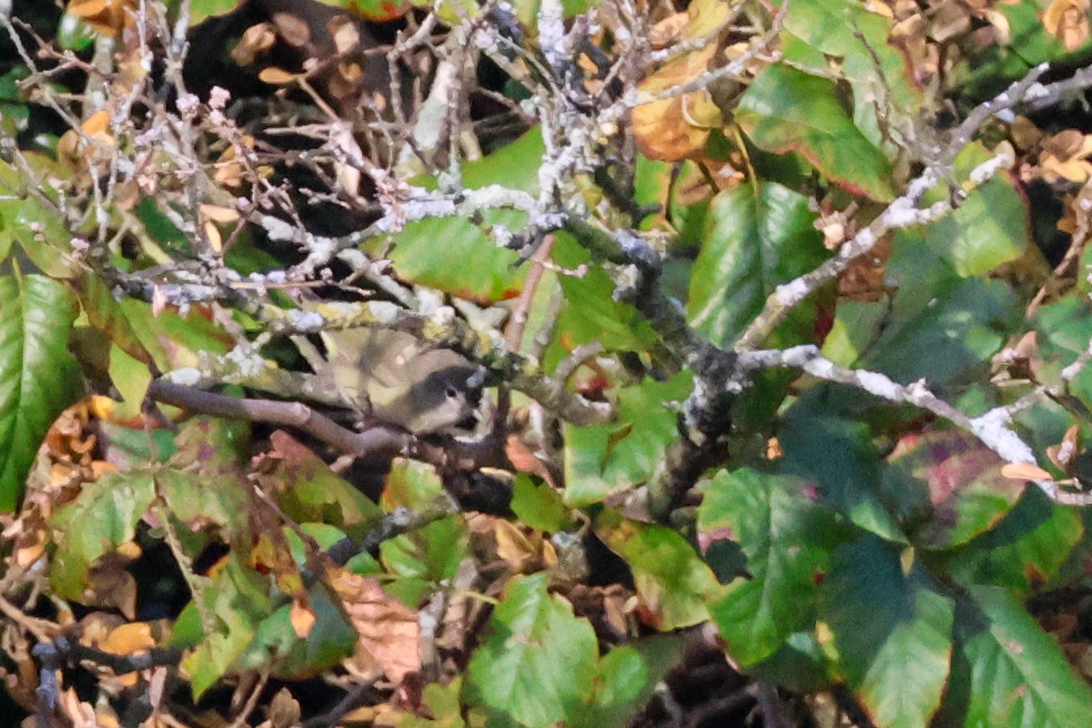 Orange-crowned Warbler - ML609789770