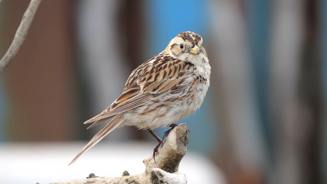 Lapland Longspur - ML609789783