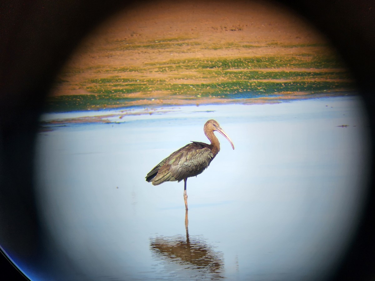 Glossy Ibis - Damien Simbeck