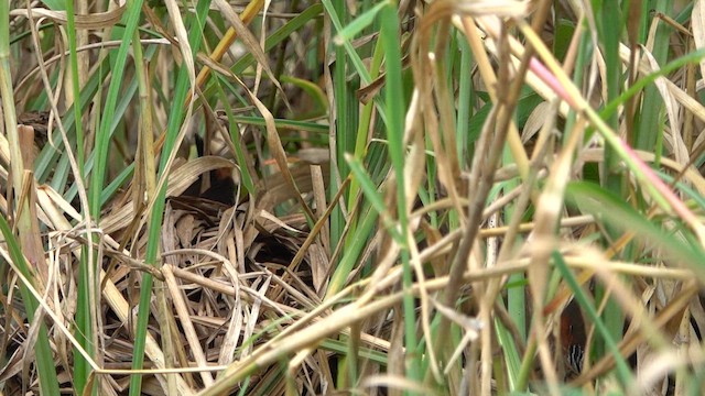 Rufous-sided Crake - ML609789842