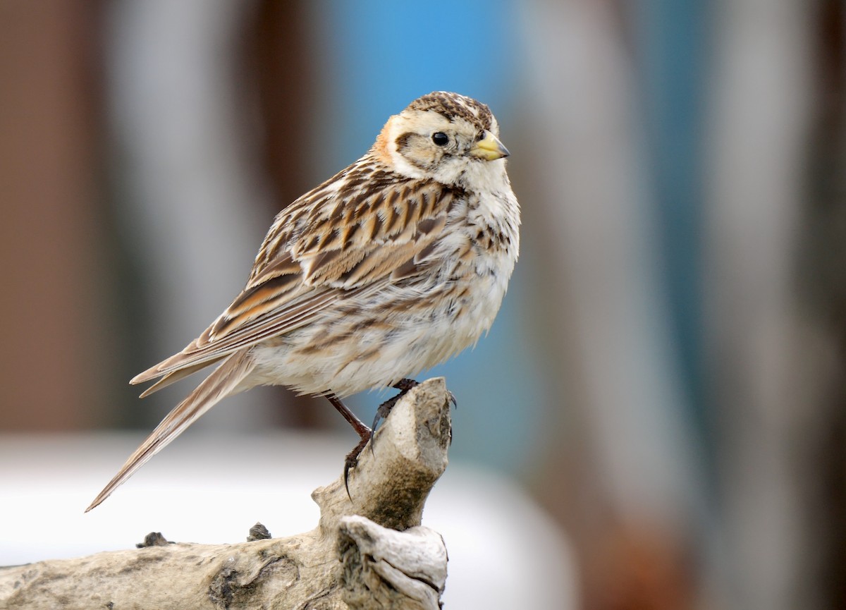 Lapland Longspur - ML609789883