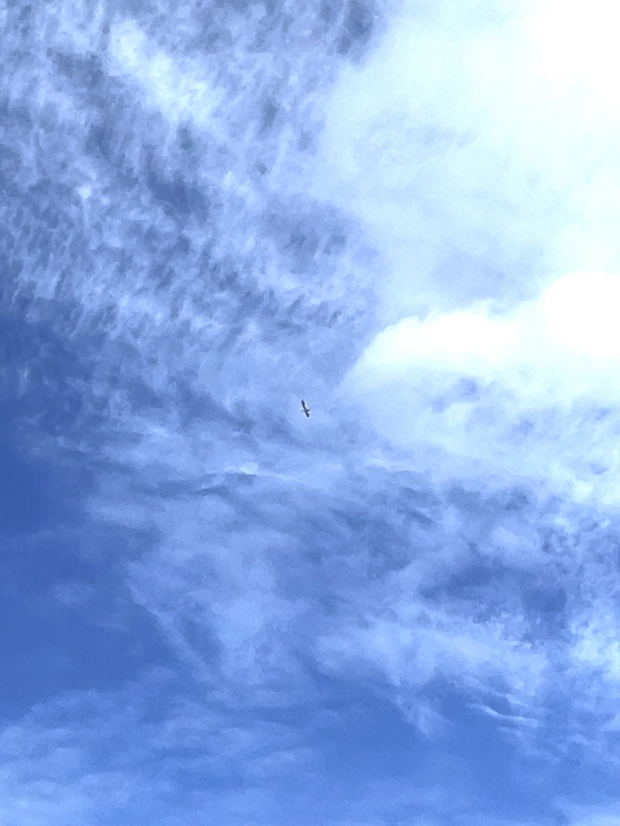 Kar Kazı - ML609789936