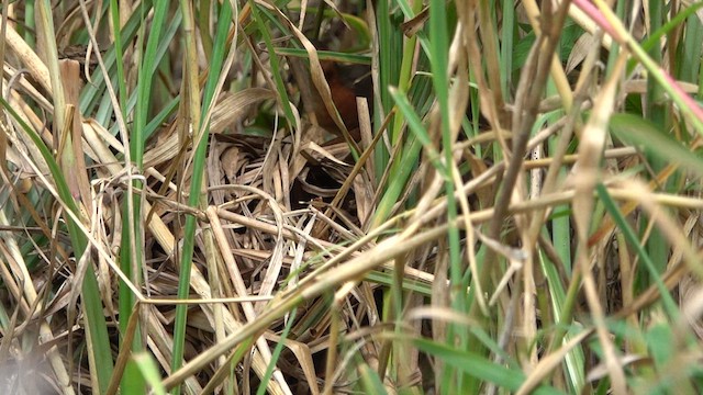 Rufous-sided Crake - ML609789970