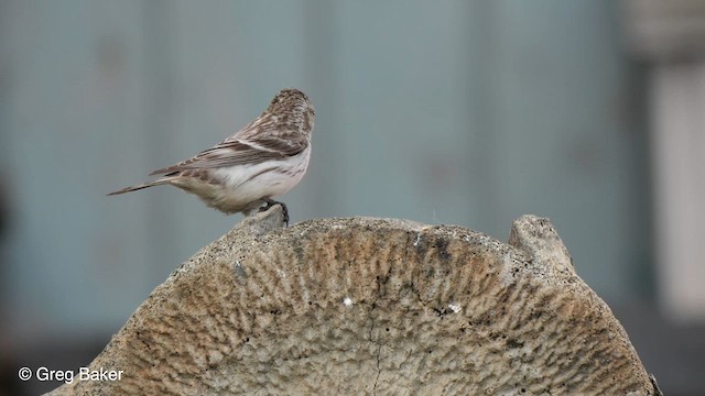 Redpoll (Hoary) - ML609790018